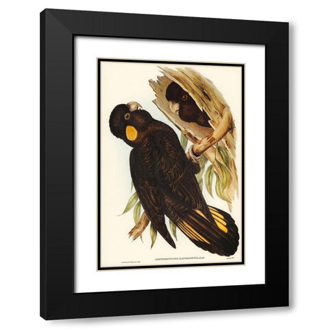 Yellow-eared Black Cockatoo-Calyptorhynchus xanthonotus Black Modern Wood Framed Art Print with Double Matting by Gould, John
