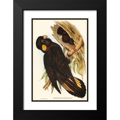 Yellow-eared Black Cockatoo-Calyptorhynchus xanthonotus Black Modern Wood Framed Art Print with Double Matting by Gould, John
