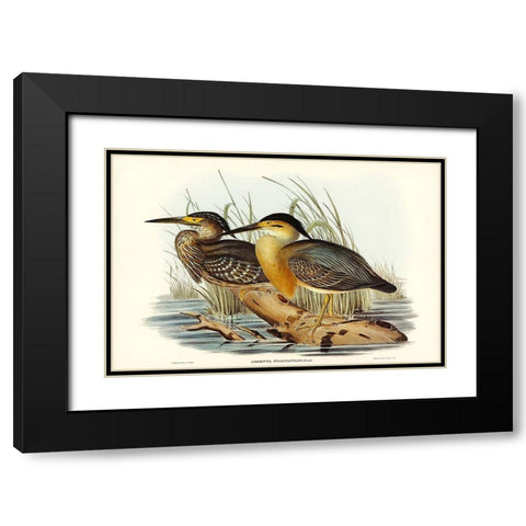 Little Grey Bittern-Ardetta stagnatilis Black Modern Wood Framed Art Print with Double Matting by Gould, John