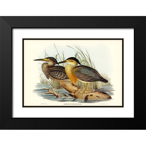 Little Grey Bittern-Ardetta stagnatilis Black Modern Wood Framed Art Print with Double Matting by Gould, John