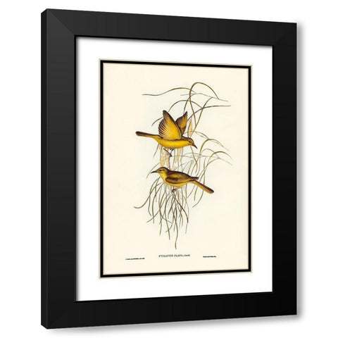 Yellow Honey-eater-Ptilotis flava Black Modern Wood Framed Art Print with Double Matting by Gould, John