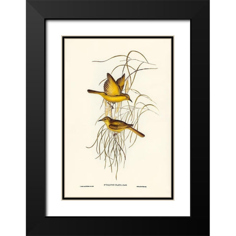 Yellow Honey-eater-Ptilotis flava Black Modern Wood Framed Art Print with Double Matting by Gould, John