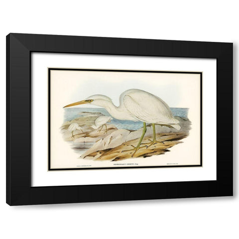 White Reef Heron-Herodias Greyi Black Modern Wood Framed Art Print with Double Matting by Gould, John