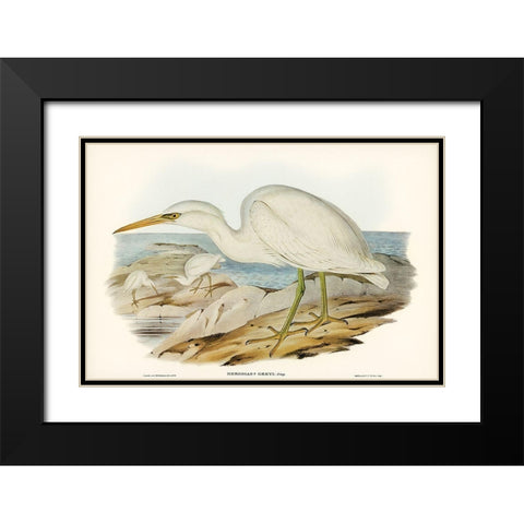 White Reef Heron-Herodias Greyi Black Modern Wood Framed Art Print with Double Matting by Gould, John