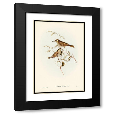 Yellow-spotted Honey-eater-Ptilotis notata Black Modern Wood Framed Art Print with Double Matting by Gould, John