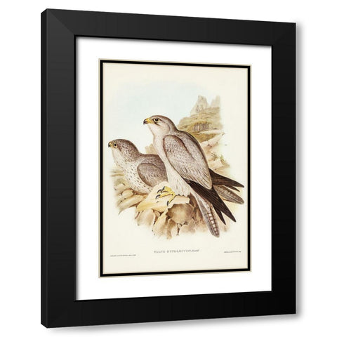Gray falcon-Falco Hypoleucus Black Modern Wood Framed Art Print with Double Matting by Gould, John
