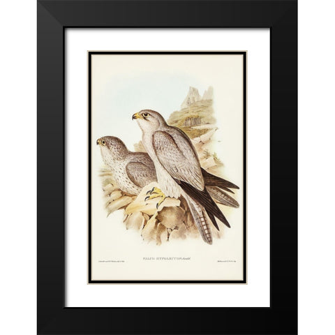 Gray falcon-Falco Hypoleucus Black Modern Wood Framed Art Print with Double Matting by Gould, John
