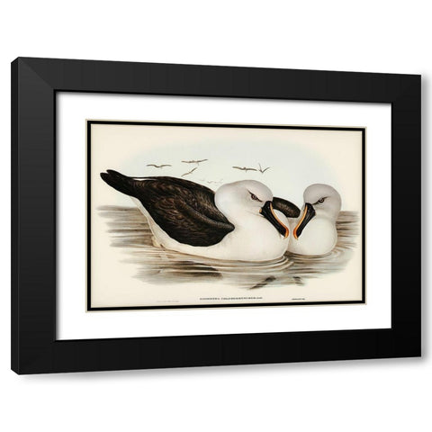 Yellow-billed Albatros-Diomedea chlororhynchos Black Modern Wood Framed Art Print with Double Matting by Gould, John