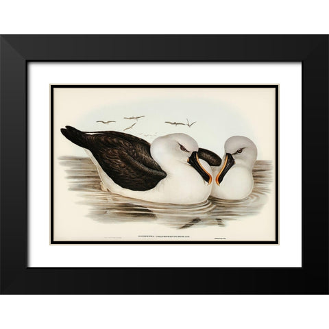 Yellow-billed Albatros-Diomedea chlororhynchos Black Modern Wood Framed Art Print with Double Matting by Gould, John