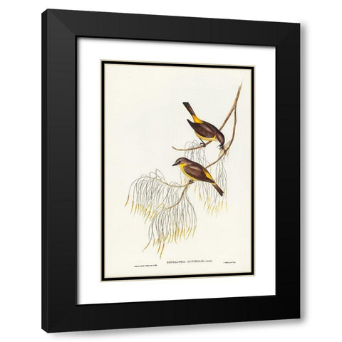 Yellow-breasted Robin-Eopsaltria Australis Black Modern Wood Framed Art Print with Double Matting by Gould, John