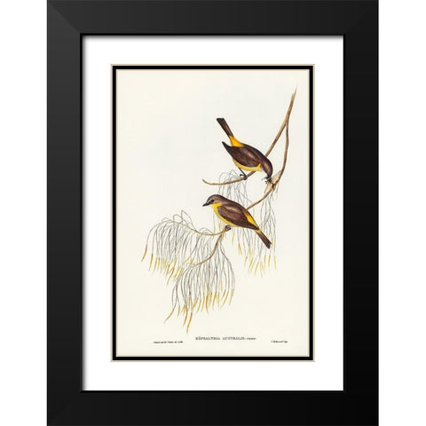 Yellow-breasted Robin-Eopsaltria Australis Black Modern Wood Framed Art Print with Double Matting by Gould, John