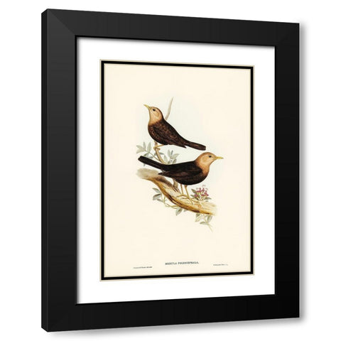Grey-headed Blackbird-Merula poliocephala Black Modern Wood Framed Art Print with Double Matting by Gould, John