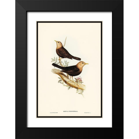 Grey-headed Blackbird-Merula poliocephala Black Modern Wood Framed Art Print with Double Matting by Gould, John