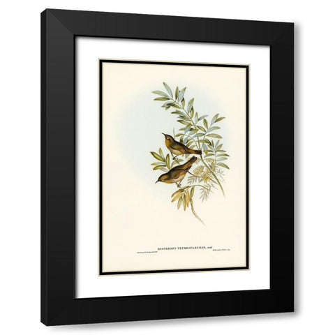 Grey-breasted Zosterops-Zosterops tephropleurus Black Modern Wood Framed Art Print with Double Matting by Gould, John
