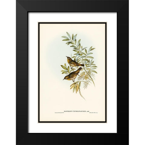 Grey-breasted Zosterops-Zosterops tephropleurus Black Modern Wood Framed Art Print with Double Matting by Gould, John