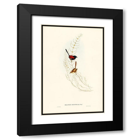 Brown’s Wren-alurus Brownii Black Modern Wood Framed Art Print with Double Matting by Gould, John