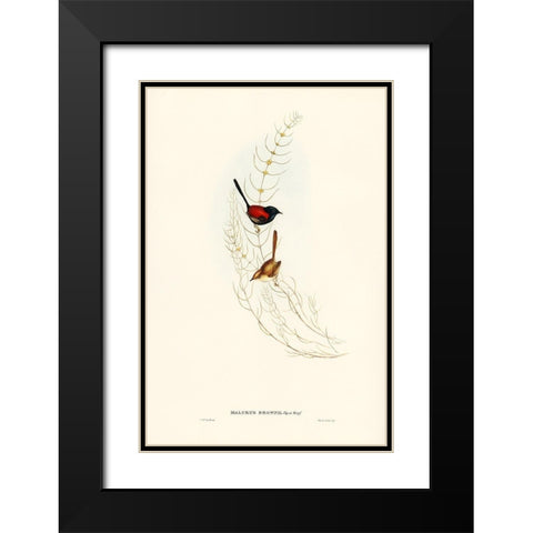 Brown’s Wren-alurus Brownii Black Modern Wood Framed Art Print with Double Matting by Gould, John