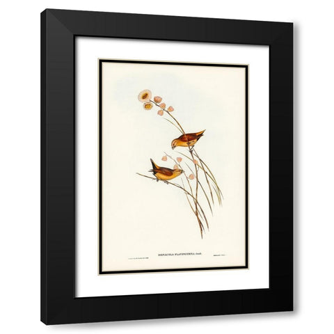 Yellow-rumped Finch-Donacola flaviprymna Black Modern Wood Framed Art Print with Double Matting by Gould, John