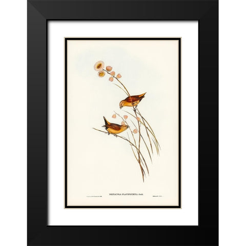 Yellow-rumped Finch-Donacola flaviprymna Black Modern Wood Framed Art Print with Double Matting by Gould, John