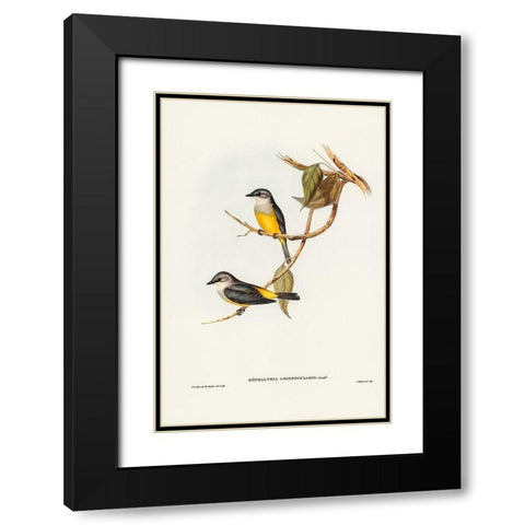 Grey-breasted Robin-Eopsaltria griseogularis Black Modern Wood Framed Art Print with Double Matting by Gould, John