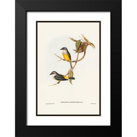 Grey-breasted Robin-Eopsaltria griseogularis Black Modern Wood Framed Art Print with Double Matting by Gould, John