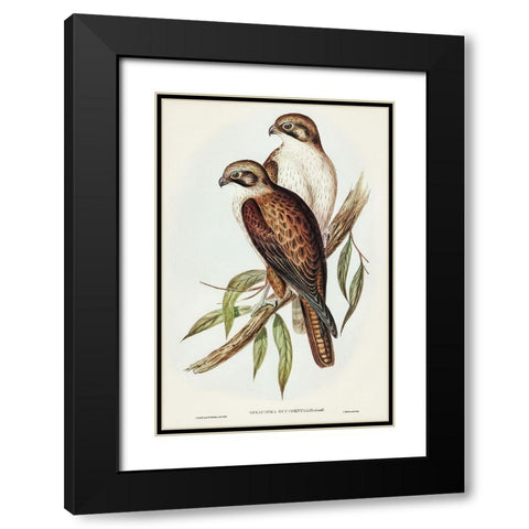 Western Brown Hawk-Ieracidea occidentalis Black Modern Wood Framed Art Print with Double Matting by Gould, John