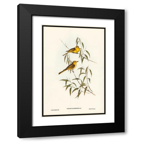 Yellow-tinted Honey-eater-Ptilotis flavescens Black Modern Wood Framed Art Print with Double Matting by Gould, John