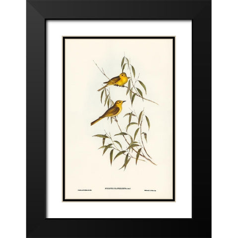 Yellow-tinted Honey-eater-Ptilotis flavescens Black Modern Wood Framed Art Print with Double Matting by Gould, John