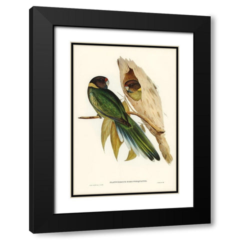 Yellow-collared Parakeet-Platycercus semitorquatus Black Modern Wood Framed Art Print with Double Matting by Gould, John
