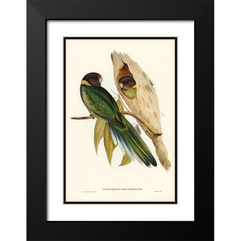 Yellow-collared Parakeet-Platycercus semitorquatus Black Modern Wood Framed Art Print with Double Matting by Gould, John