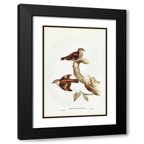 Brown Tree-Creeper-Climacteris scandens Black Modern Wood Framed Art Print with Double Matting by Gould, John
