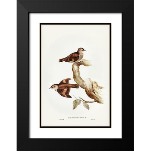 Brown Tree-Creeper-Climacteris scandens Black Modern Wood Framed Art Print with Double Matting by Gould, John
