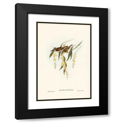 Brown Honey-eater-Glyciphila ocularis Black Modern Wood Framed Art Print with Double Matting by Gould, John