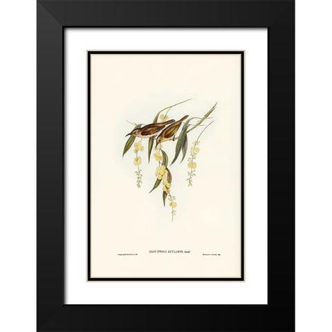 Brown Honey-eater-Glyciphila ocularis Black Modern Wood Framed Art Print with Double Matting by Gould, John