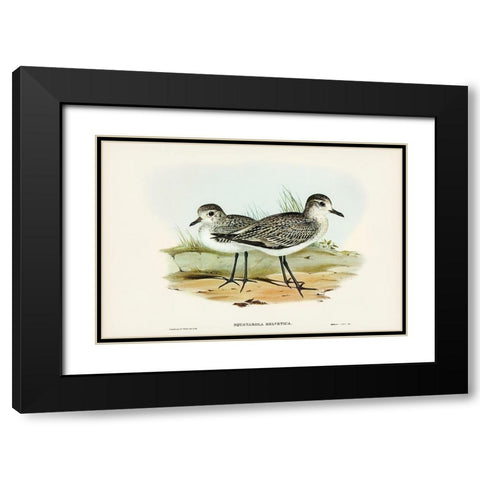 Grey Plover-Squatarola Helvetica Black Modern Wood Framed Art Print with Double Matting by Gould, John
