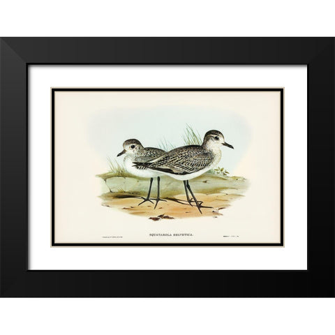 Grey Plover-Squatarola Helvetica Black Modern Wood Framed Art Print with Double Matting by Gould, John
