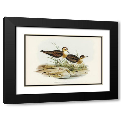 Brown Plover-Charadrius veredus Black Modern Wood Framed Art Print with Double Matting by Gould, John