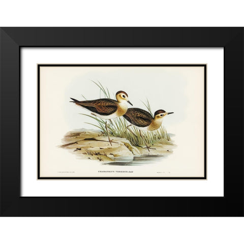 Brown Plover-Charadrius veredus Black Modern Wood Framed Art Print with Double Matting by Gould, John