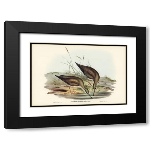 Grey-rumped Sandpaper-Totanus griseopygius Black Modern Wood Framed Art Print with Double Matting by Gould, John