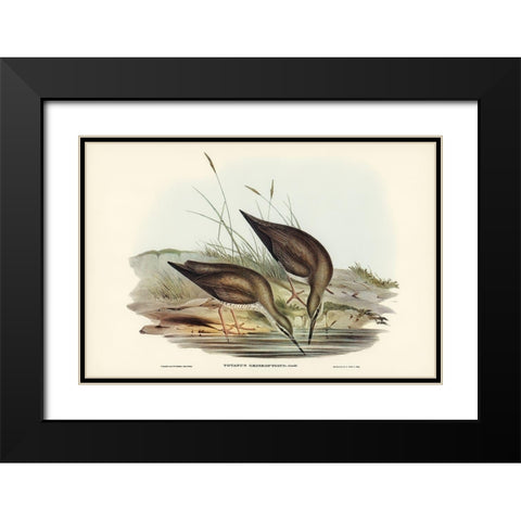 Grey-rumped Sandpaper-Totanus griseopygius Black Modern Wood Framed Art Print with Double Matting by Gould, John