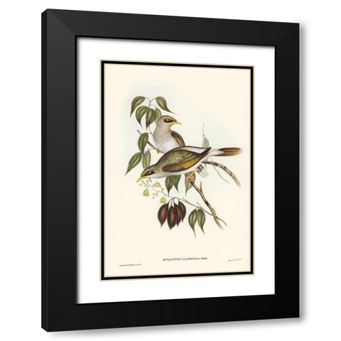 Yellow-throated Miner-Myzantha flavigula Black Modern Wood Framed Art Print with Double Matting by Gould, John