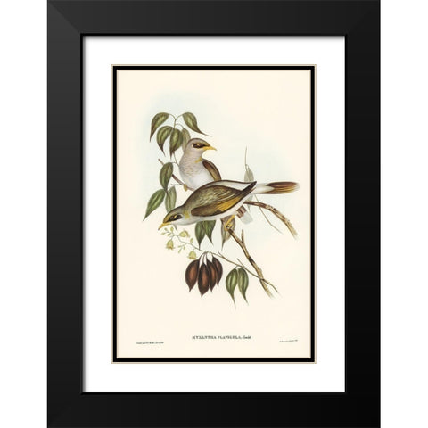Yellow-throated Miner-Myzantha flavigula Black Modern Wood Framed Art Print with Double Matting by Gould, John