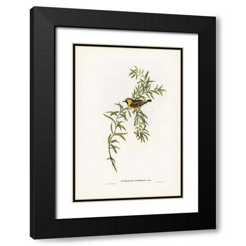 Orange-fronted chat-Ephthianura aurifrons Black Modern Wood Framed Art Print with Double Matting by Gould, John