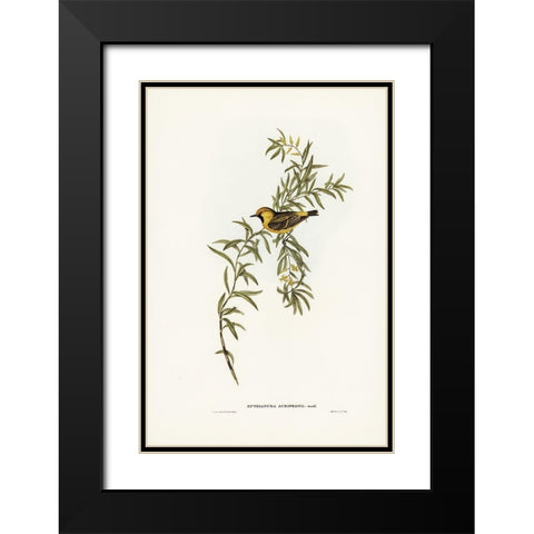 Orange-fronted chat-Ephthianura aurifrons Black Modern Wood Framed Art Print with Double Matting by Gould, John