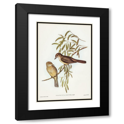 Brown Colluricincla-Colluricincla brunnea Black Modern Wood Framed Art Print with Double Matting by Gould, John