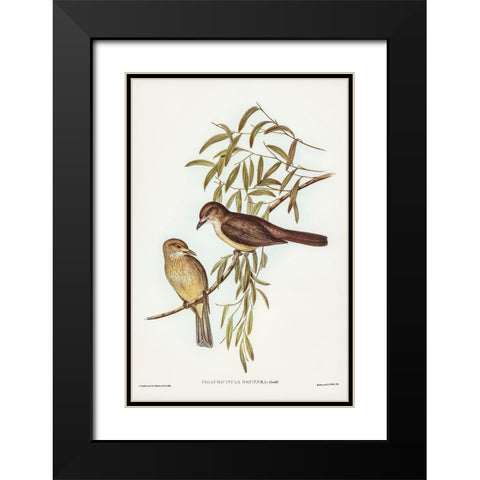 Brown Colluricincla-Colluricincla brunnea Black Modern Wood Framed Art Print with Double Matting by Gould, John