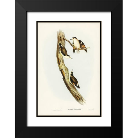 Black-capped Sittella-Sittella pileata Black Modern Wood Framed Art Print with Double Matting by Gould, John