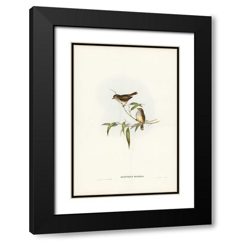 Little Brown Acanthiza-Acanthiza pusilla Black Modern Wood Framed Art Print with Double Matting by Gould, John