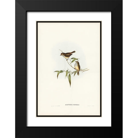 Little Brown Acanthiza-Acanthiza pusilla Black Modern Wood Framed Art Print with Double Matting by Gould, John