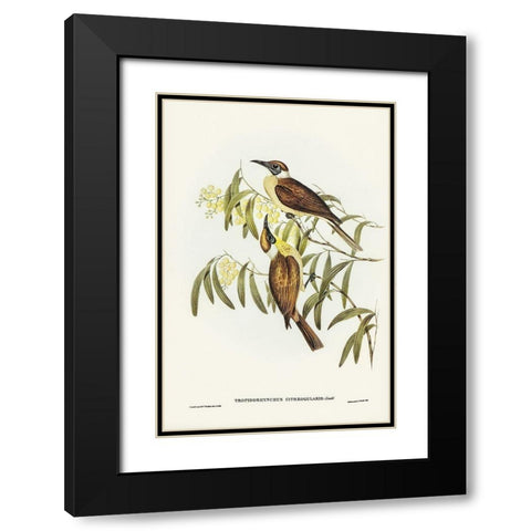Yellow-throated Friar Bird-Tropidorhynchus citreogularis Black Modern Wood Framed Art Print with Double Matting by Gould, John